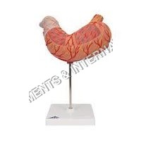 Stomach model