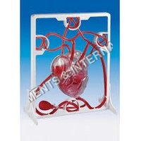 Pumping Heart Model - Pvc Material, 20x20x15 Cm Dimensions, Red Color | Educational Tool For Medical Students, 1:1 Scale Illustration