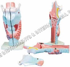 Human Larynx Model Magnified