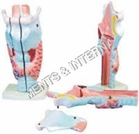 Human Larynx Model Magnified