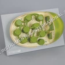 Chloroplast model