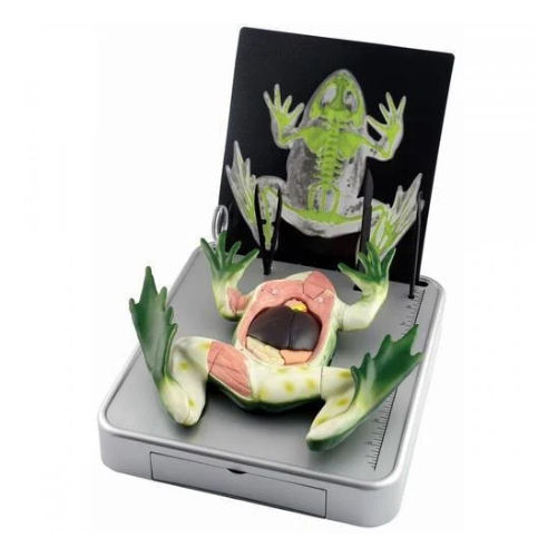 Simulated Frog Dissecting Kit