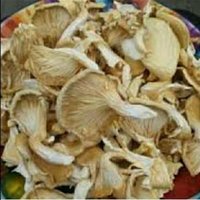 White Dried Oyster Organic Mushroom