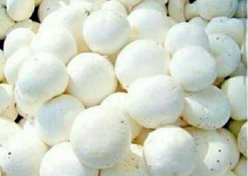 White Fresh Button Mushroom