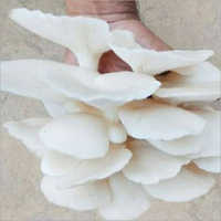 Fresh Oyster Mushroom Grade: Food