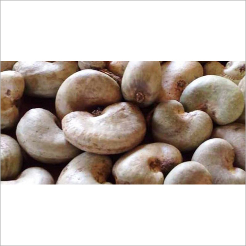 Fresh Cashew Nuts