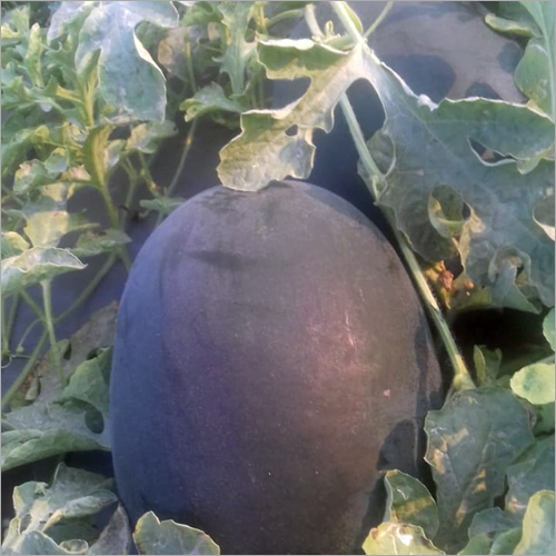 Fresh Watermelon