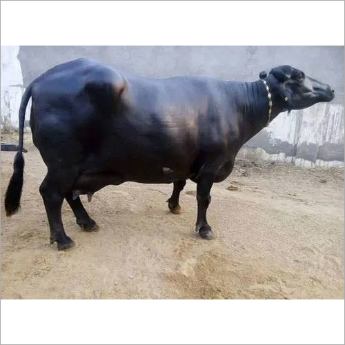 Murrah buffalo