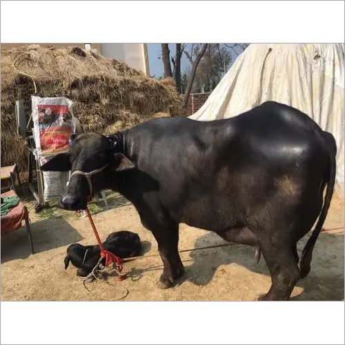 Pure Murrah Buffalo Gender: Female