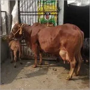 Pure Sahiwal Cow