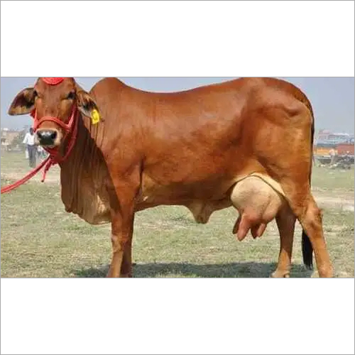 Sahiwal Cow