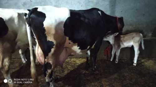 Hf Cow - Female Dairy Breed | Exceptional Milk Production, Large Size, Distinctive Black and White Coat