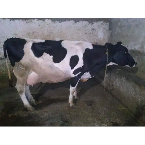 Pure hf cow