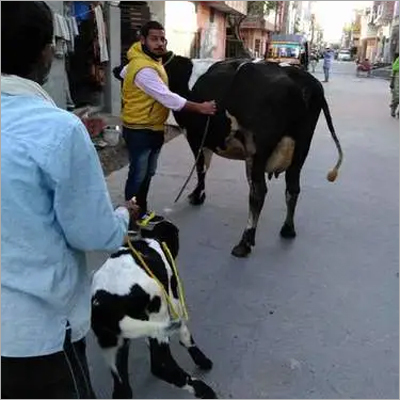 Pure hf cow