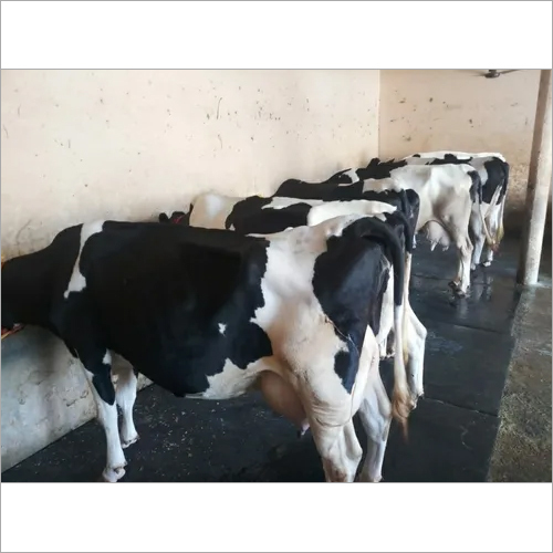 Pure Hf Cow Gender: Female