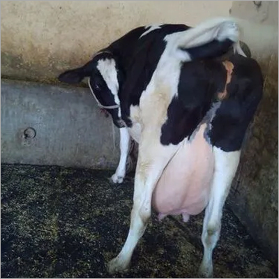 Pure Hf Cow Gender: Female