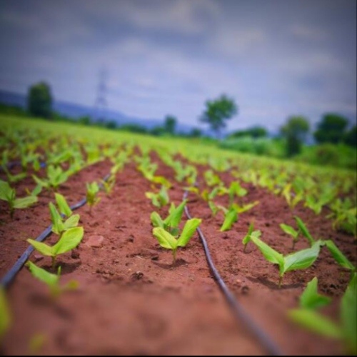 Drip Tape - 250 PP 30 cm / 9 lph / 20 mm / 800 Meter