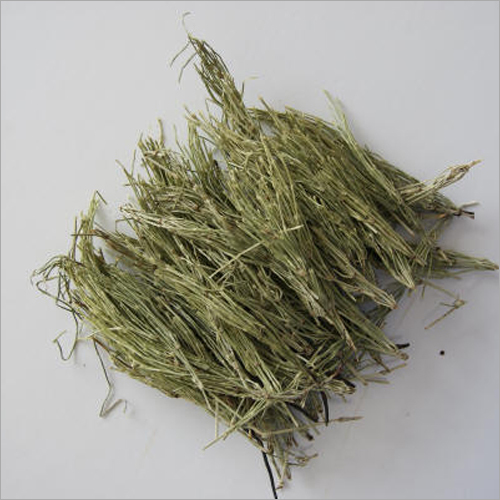 Equisetum Arvenses