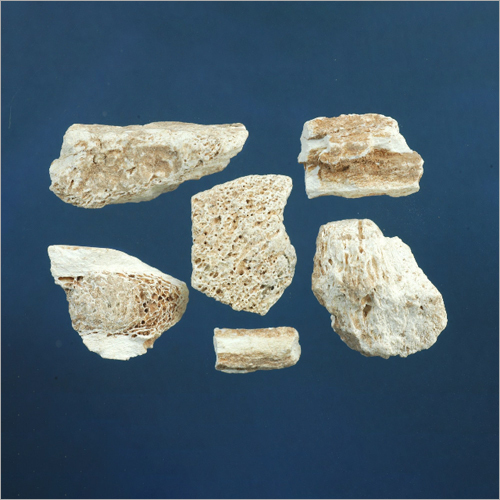 Fossilized Gentian Bones