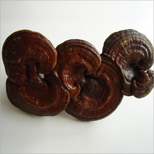 Reishi Mushroom