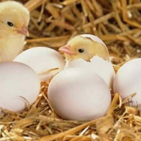 White Hatching Eggs