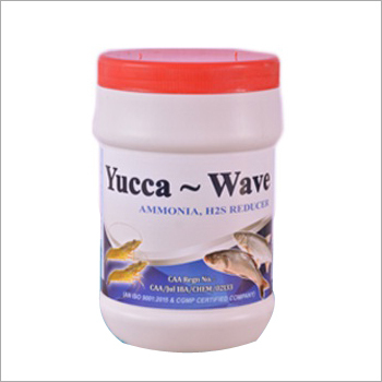 Yucca Wave