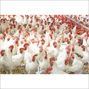 Pure Broiler Chicken - Age 4-7 Weeks White Feathered with Yellowish Skin Weight Up to 2 Kilograms Bred for Optimal Meat Production