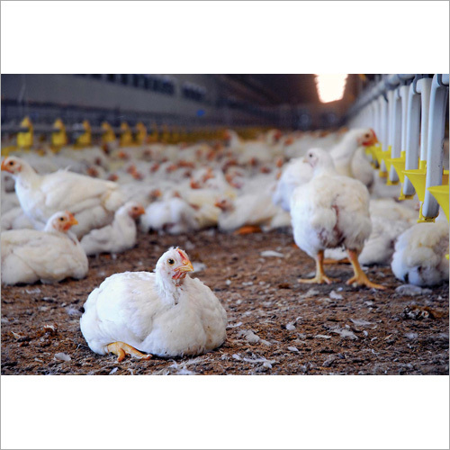 White Broiler Chicken