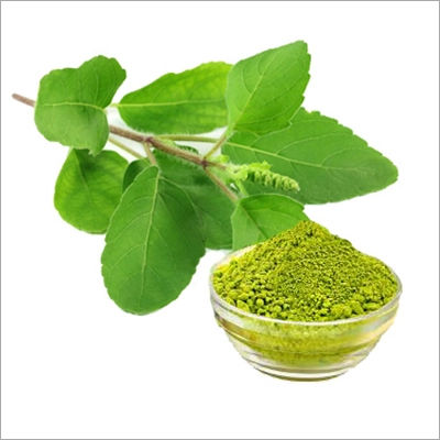 Basil / Tulsi Extract Powder