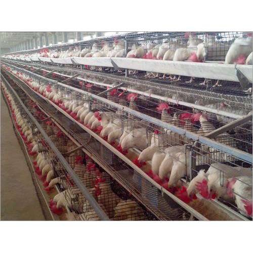 Durable Poultry Layer Cages