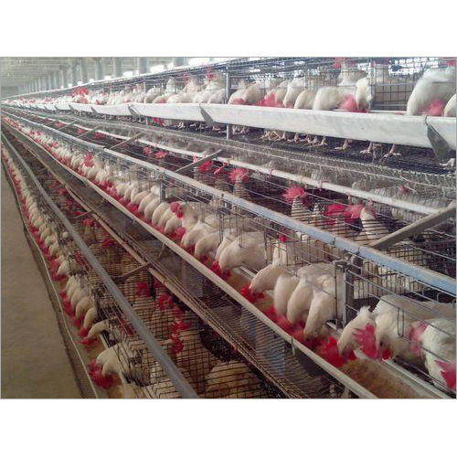 Poultry Layer Cages