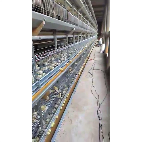 Chick Cum Grower Battery Cages