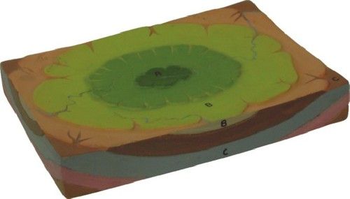 Structural Basin model