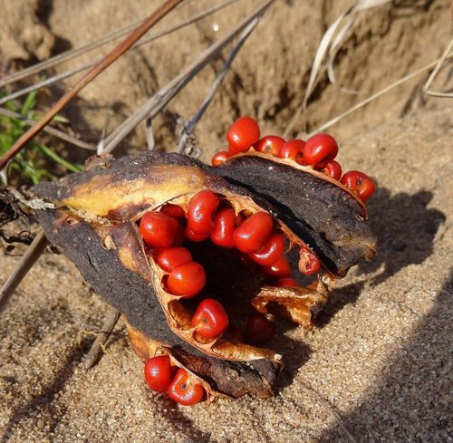 Gloriosa Superba Seeds