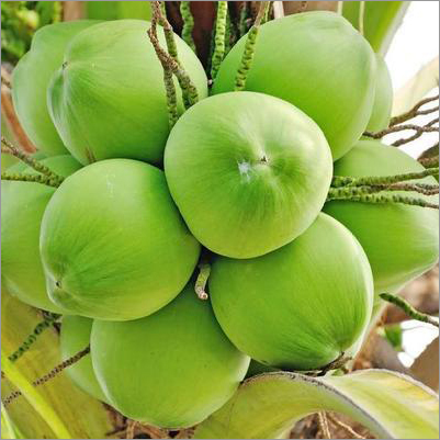 Fresh Tender Coconut