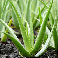 Natural Aloe Vera Leaf Recommended For: All