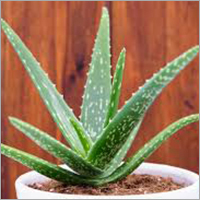 Pure Aloe Vera Leaf