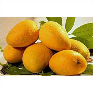 Common Alphonso Mango