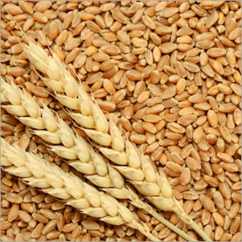 Indian Grain