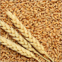 Whole Wheat