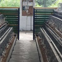 Poultry Cage Equipments