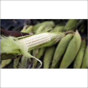 White Corn