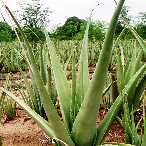 Aloevera Fresh Leaves Shelf Life: Up To 12 Months