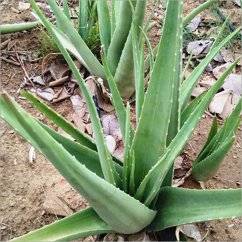 Herbal Product Aloe Vera Baby Plants