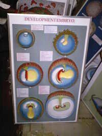 Embryo development model