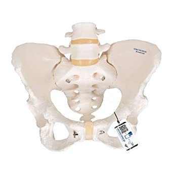 Female bony pelvis model