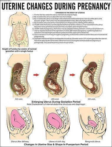 Changeses in pregnancy chart