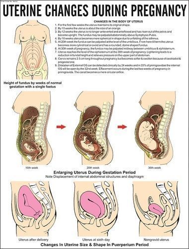 Changeses in pregnancy chart