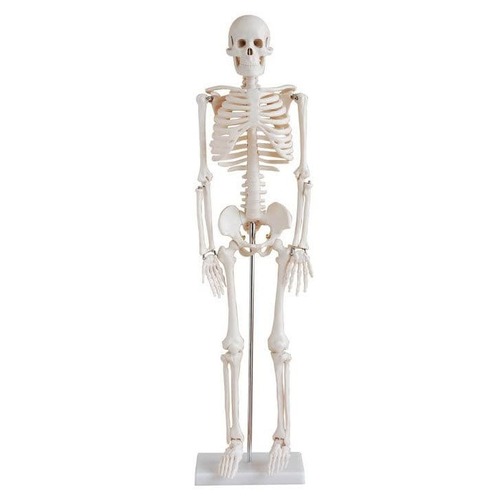 Adult human articulated Skeleton MODEL