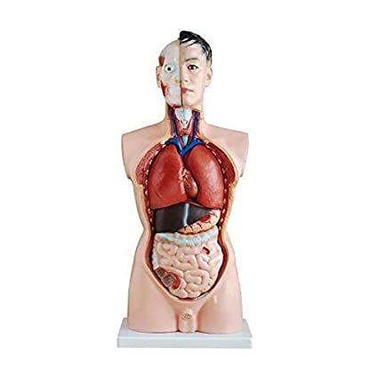 Human Body Torso model